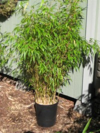 F. dracocephala 'Rufa'